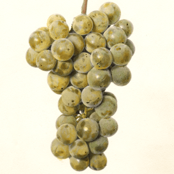 Green Early Grape 4x6 Decorative Card - Dingdong's Garden