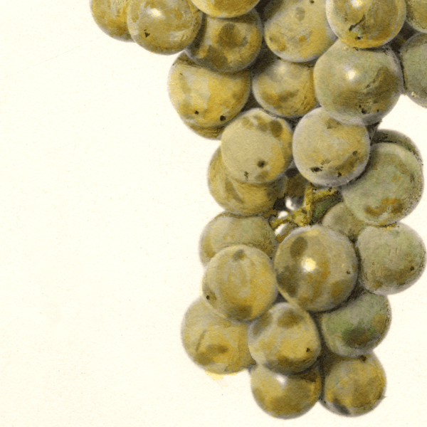 Green Early Grape 4x6 Decorative Card - Dingdong's Garden