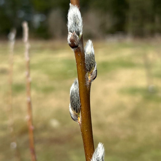 Grey or Cinerea Willow Cutting - Dingdong's Garden