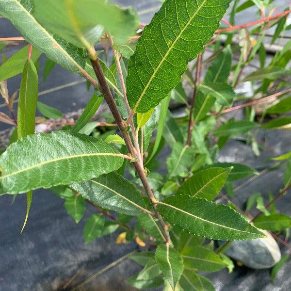 Grey Willow Cutting - Dingdong's Garden