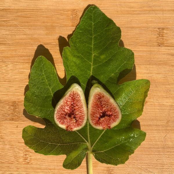 Grise de St Jean Fig Cutting - Dingdong's Garden