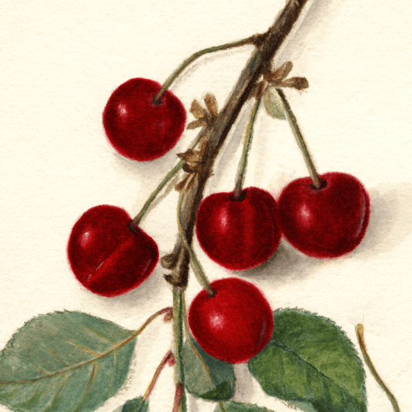 Grosse Picarde Cherry 4x6 Decorative Card - Dingdong's Garden