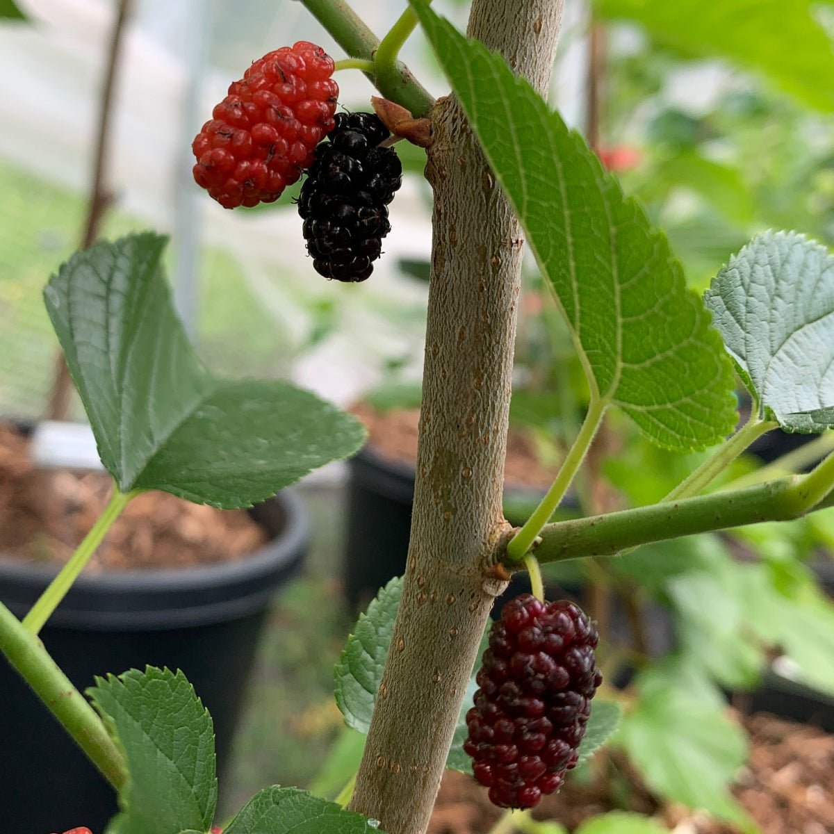 Grover's Best Mulberry Cutting - Dingdong's Garden