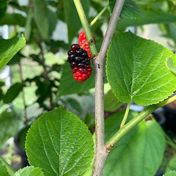 Grover's Best Mulberry Cutting - Dingdong's Garden