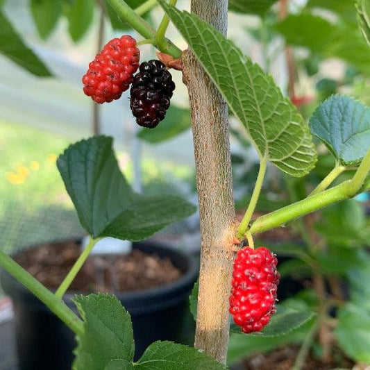 Grover's Best Mulberry Cutting - Dingdong's Garden