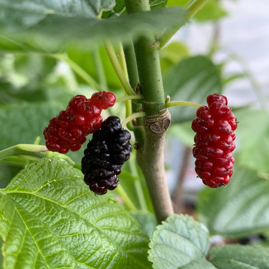 Grover's Best Mulberry Cutting - Dingdong's Garden