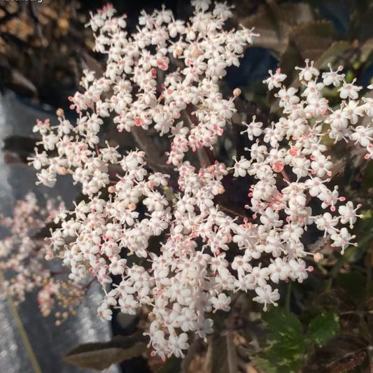 Guincho Purple Elderberry Cutting - Dingdong's Garden