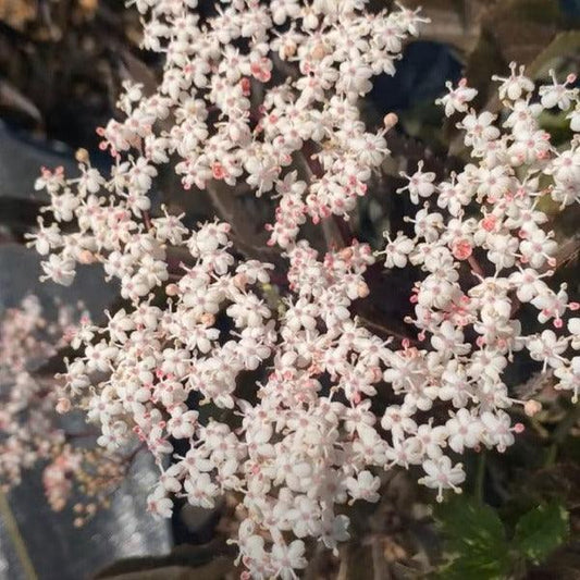 Guincho Purple Elderberry Cutting - Dingdong's Garden