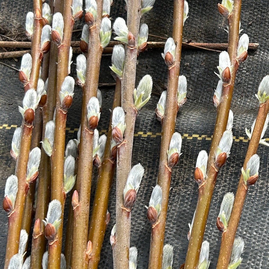 Hairy Willow Cutting - Dingdong's Garden