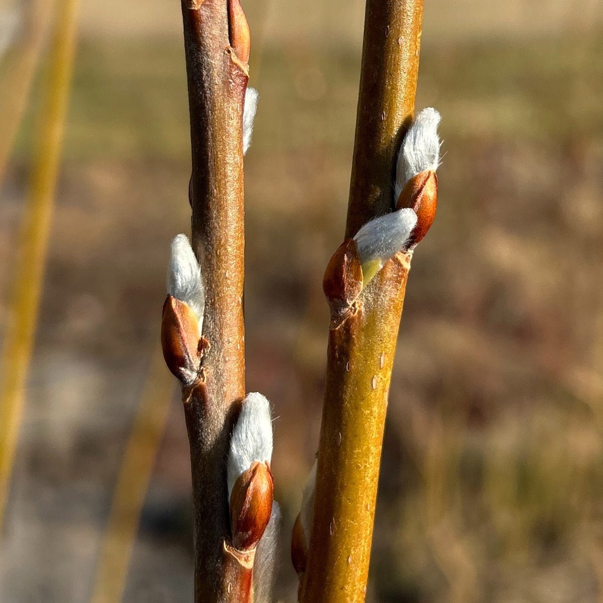 Hairy Willow Cutting - Dingdong's Garden