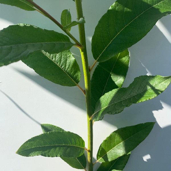 Hairy Willow Cutting - Dingdong's Garden