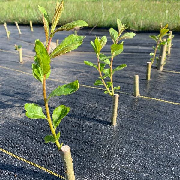 Hairy Willow Cutting - Dingdong's Garden