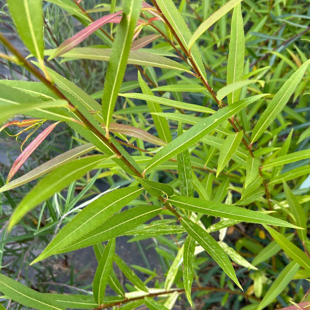 Hakuro Korean Willow Cutting - Dingdong's Garden