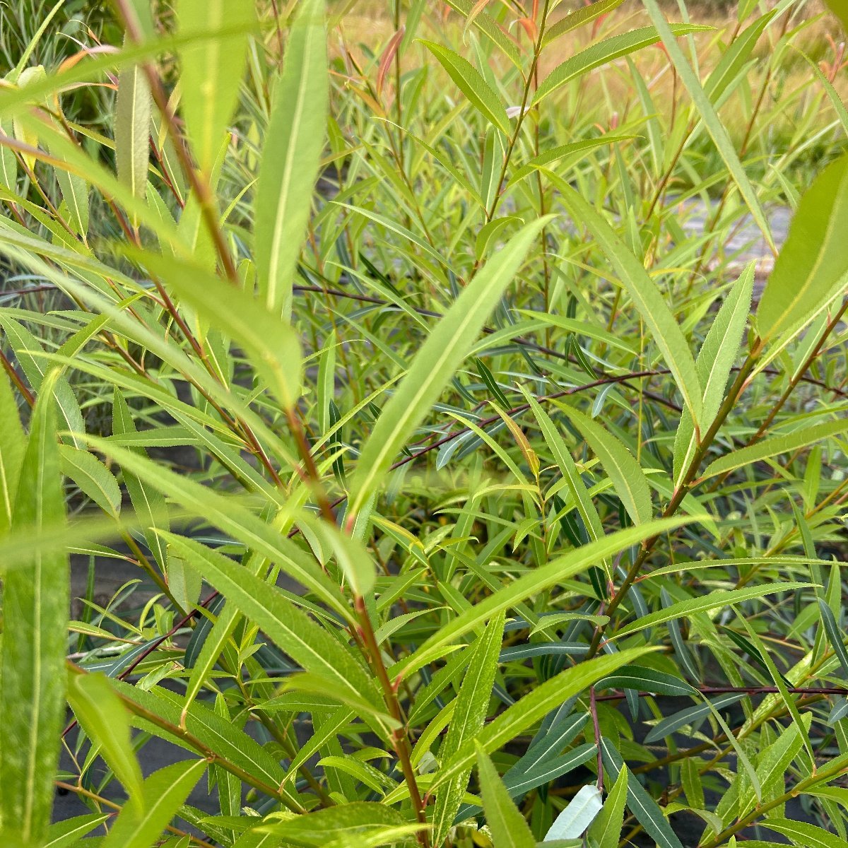 Hakuro Korean Willow Cutting - Dingdong's Garden