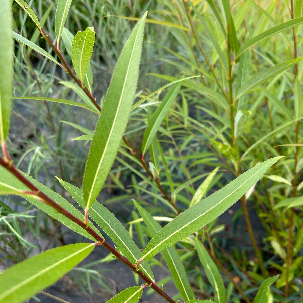 Hakuro Rice Hakuro Korean Willow Cutting – Dingdong's Garden