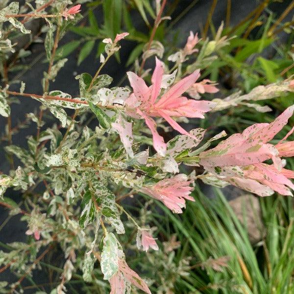 Hakuro Nishiki Willow Cutting - Dingdong's Garden