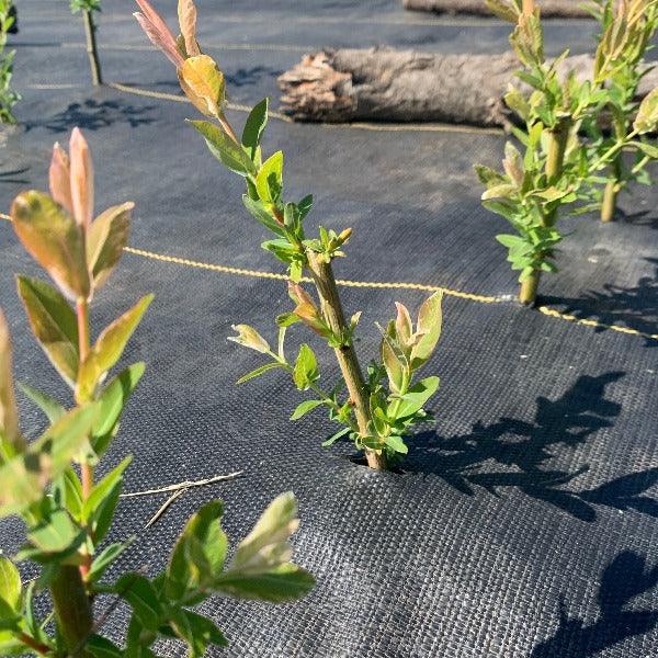 Hakuro Nishiki Willow Cutting - Dingdong's Garden