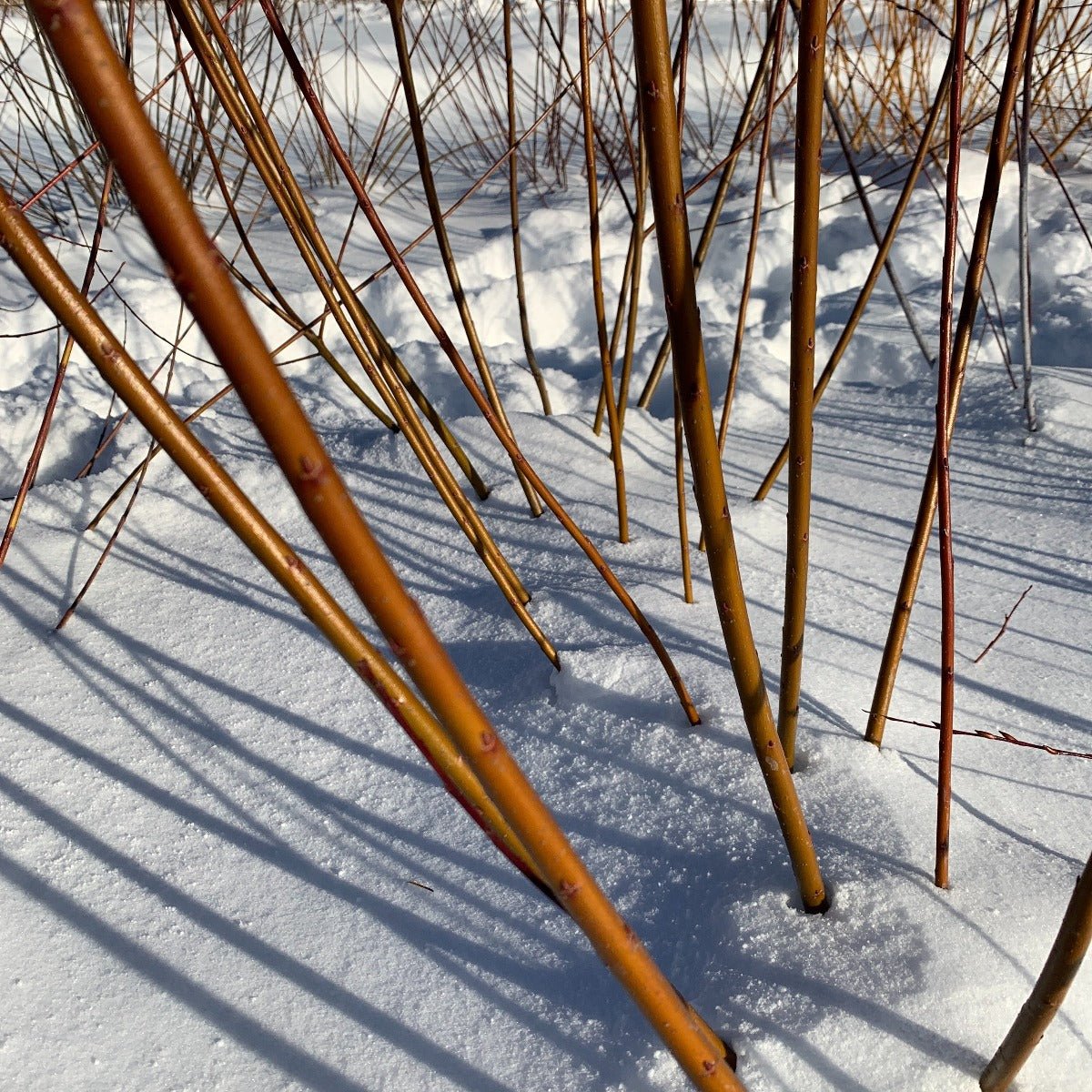 Harrisons B Willow Cutting - Dingdong's Garden