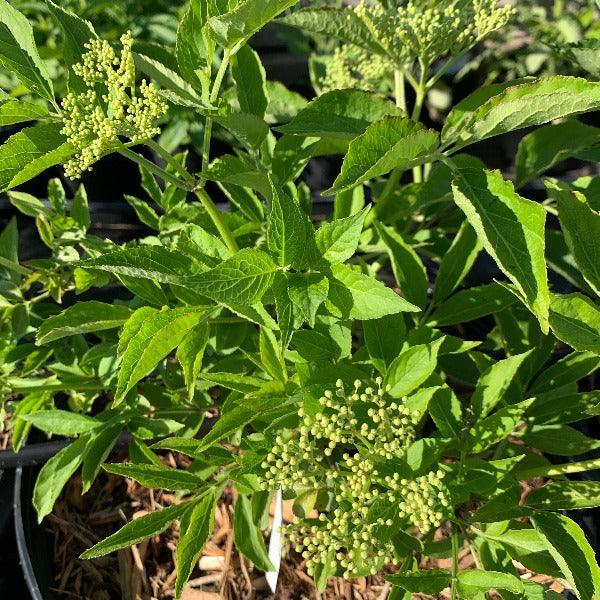 Haschburg European Elderberry Cutting - Dingdong's Garden