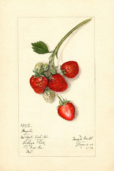 Hazel Strawberry 4x6 Decorative Card - Dingdong's Garden