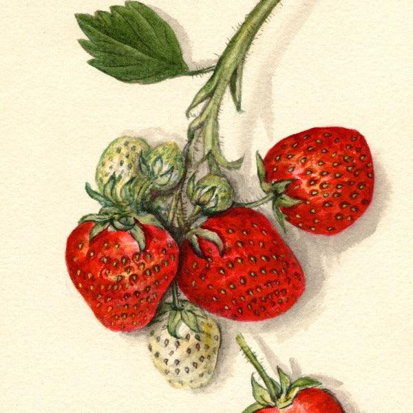 Hazel Strawberry 4x6 Decorative Card - Dingdong's Garden