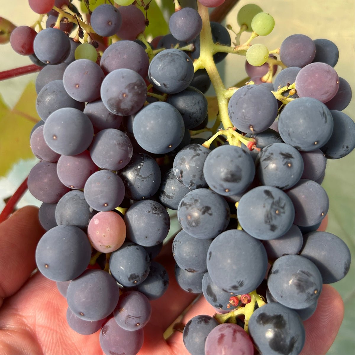 Heavenly Blue Table Grape Cutting - Dingdong's Garden