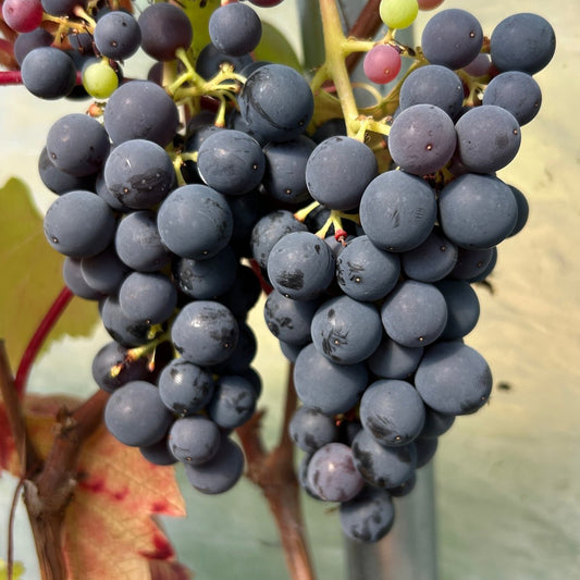 Heavenly Blue Table Grape Cutting - Dingdong's Garden