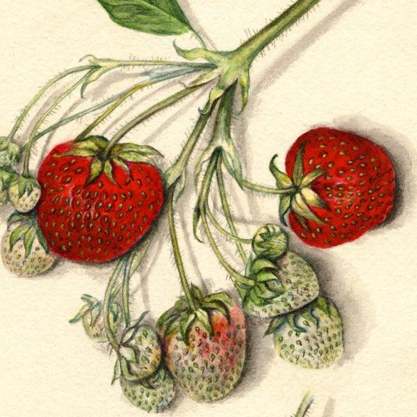 Helen Davis Strawberry 4x6 Decorative Card - Dingdong's Garden