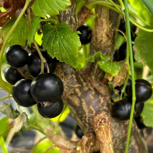 Hills Kiev Black Currant Cutting - Dingdong's Garden