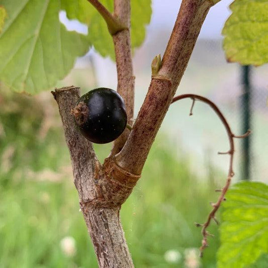 Hills Kiev Black Currant Cutting - Dingdong's Garden