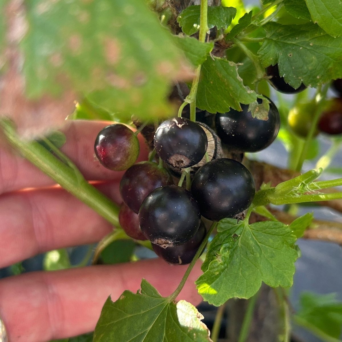 Hills Kiev Black Currant Cutting - Dingdong's Garden