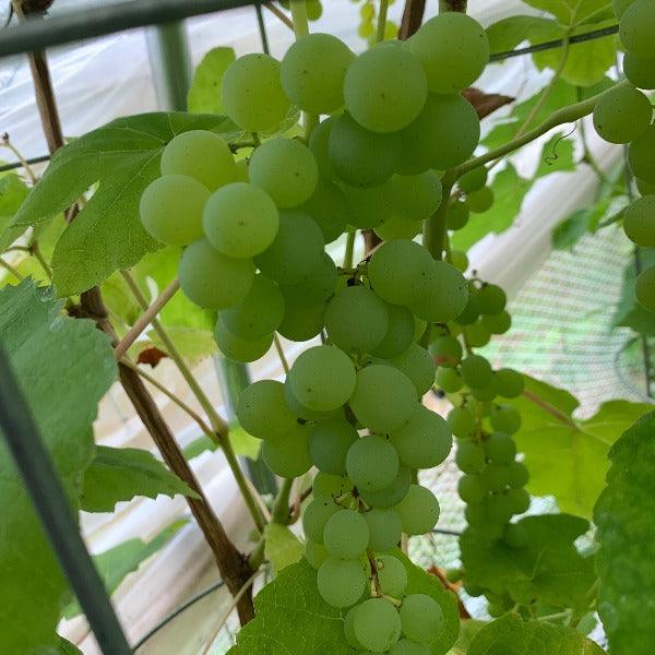 Himrod Table Grape Cutting