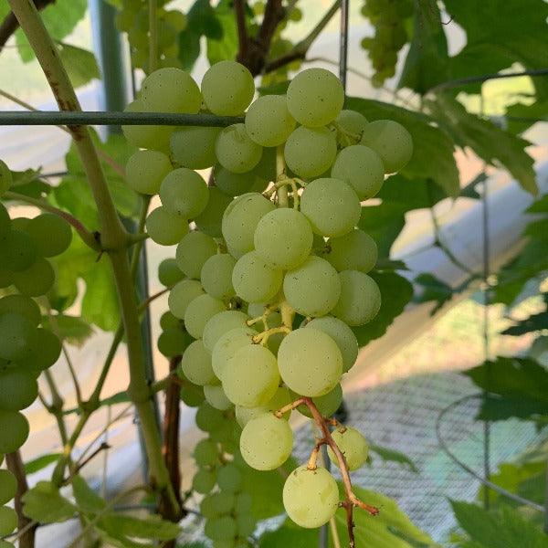 Himrod Table Grape Cutting - Dingdong's Garden