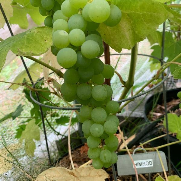 Himrod Table Grape Cutting - Dingdong's Garden