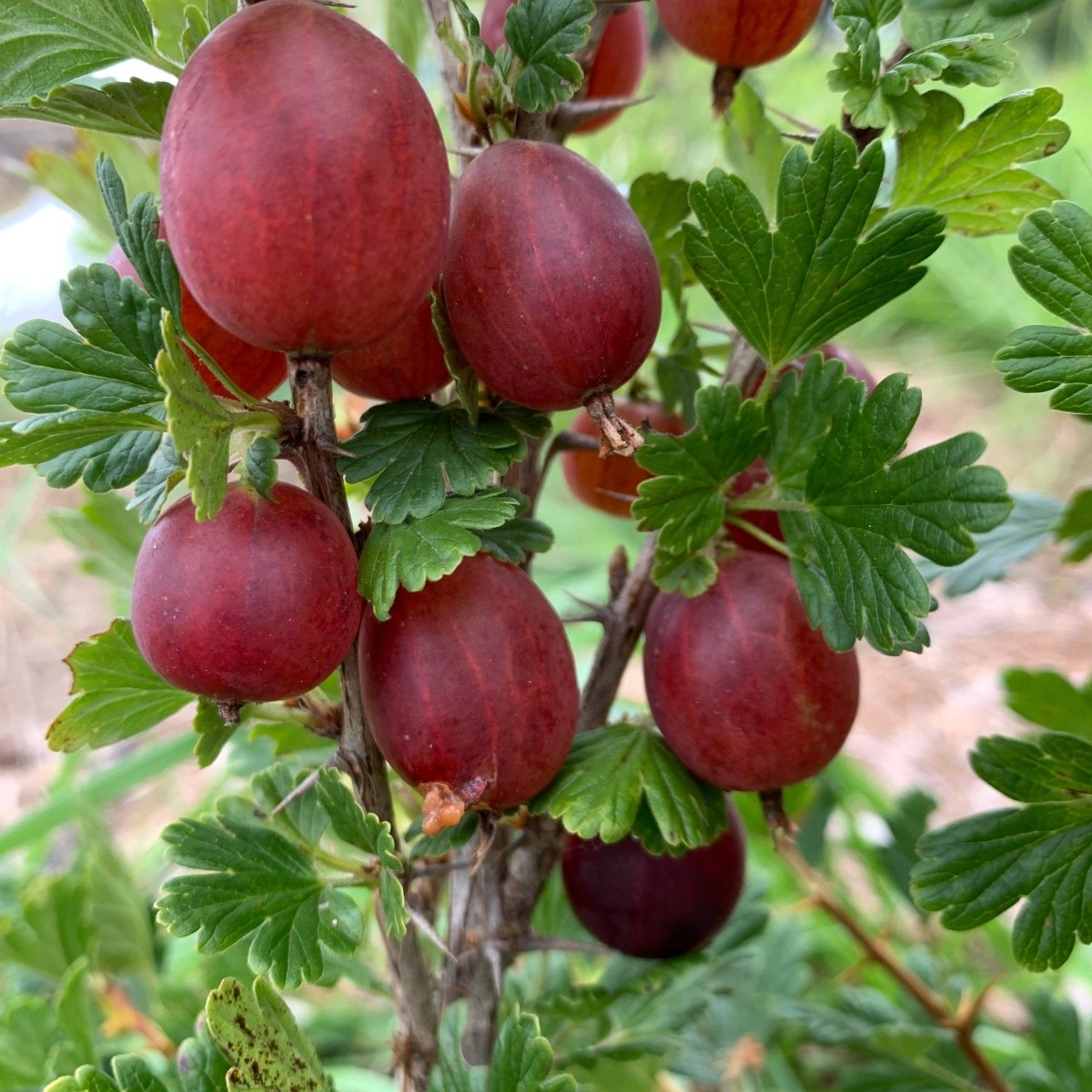 Hinnomaki Red Gooseberry Cutting - Dingdong's Garden