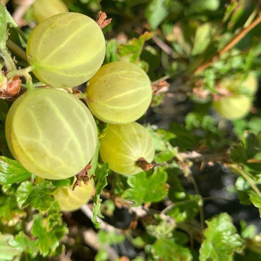 Hinnomaki Yellow Gooseberry Cutting - Dingdong's Garden