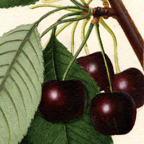 Hoke Cherry 4x6 Decorative Card - Dingdong's Garden