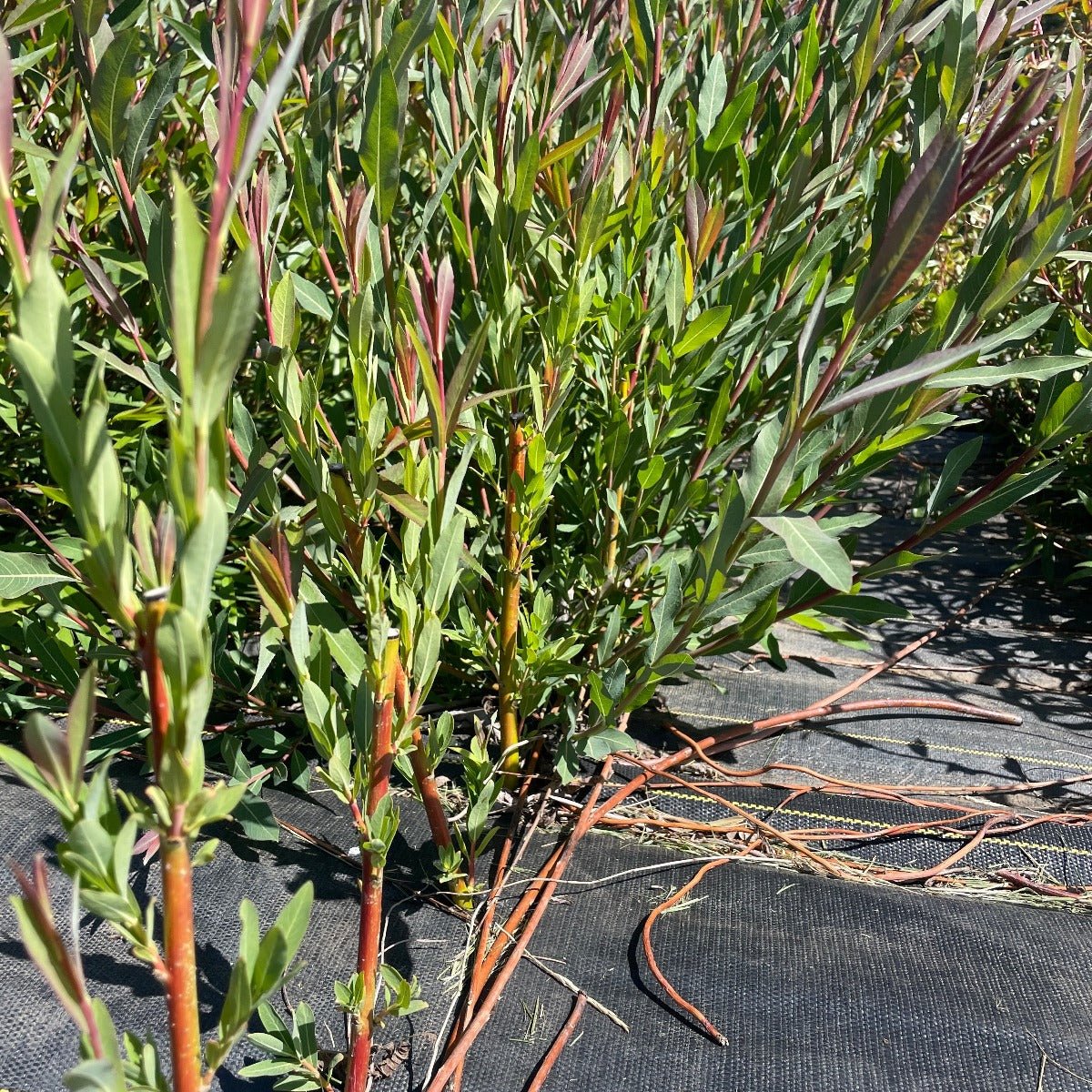 Holland Willow Cutting - Dingdong's Garden