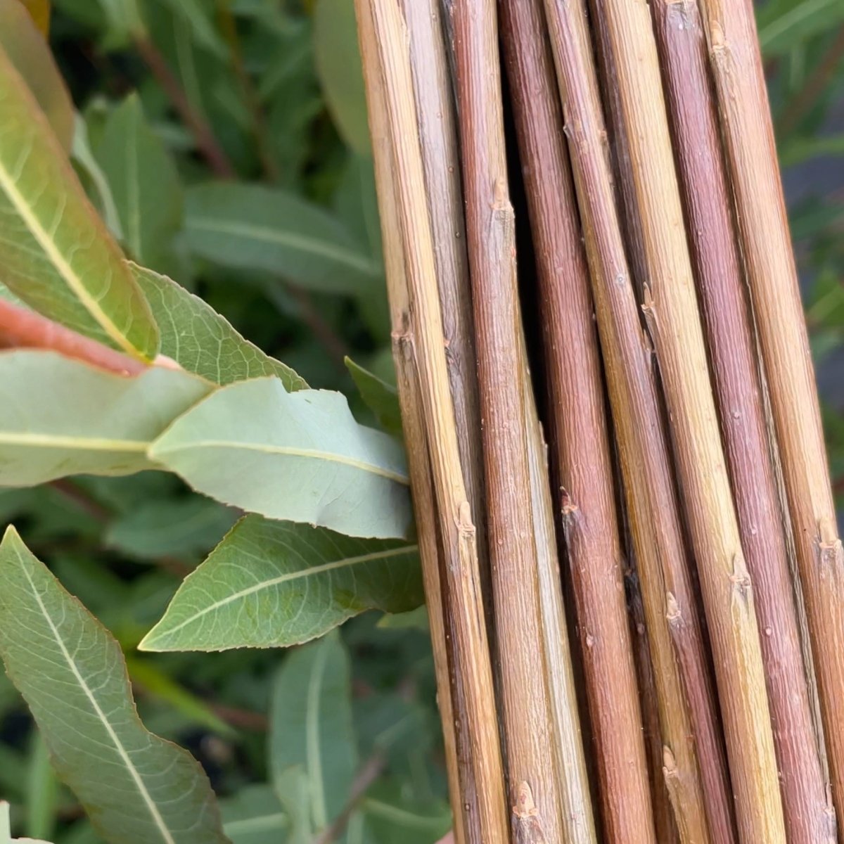 Holland Willow Cutting - Dingdong's Garden