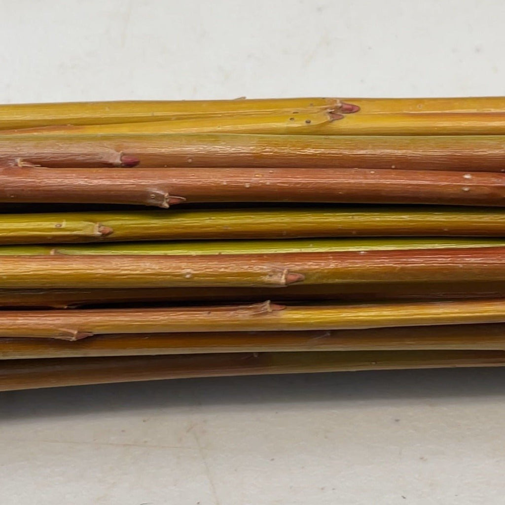 Holland Willow Cutting