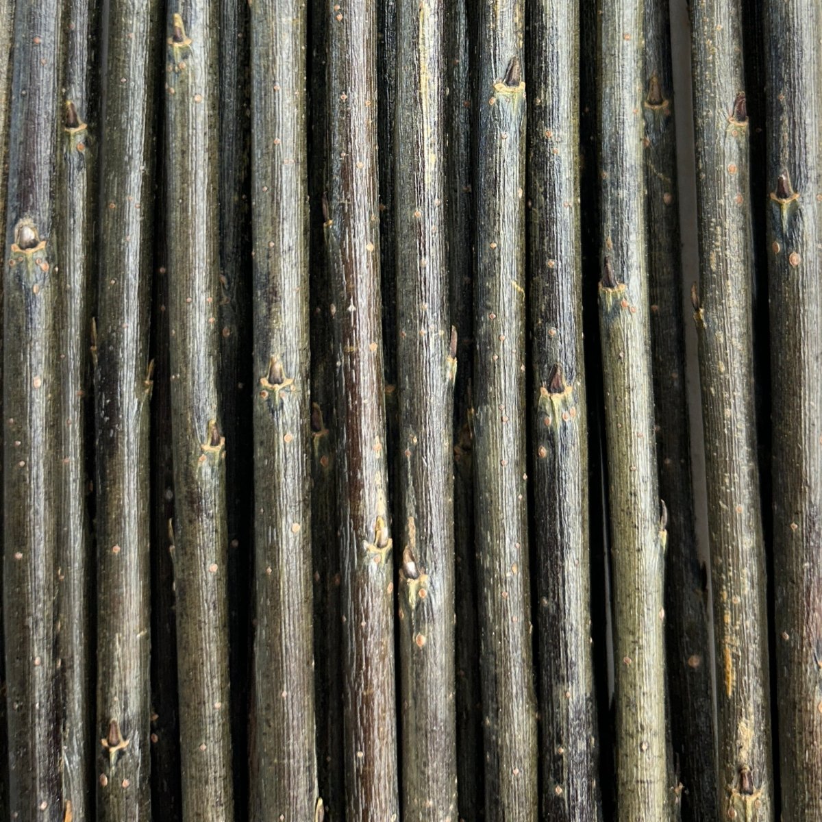 Holland Willow Cutting - Dingdong's Garden
