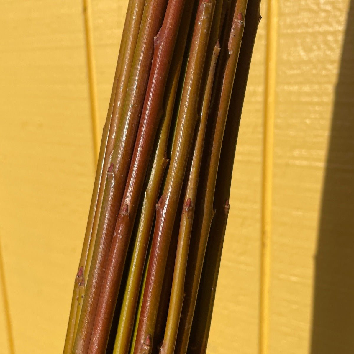 Holland Willow Cutting - Dingdong's Garden