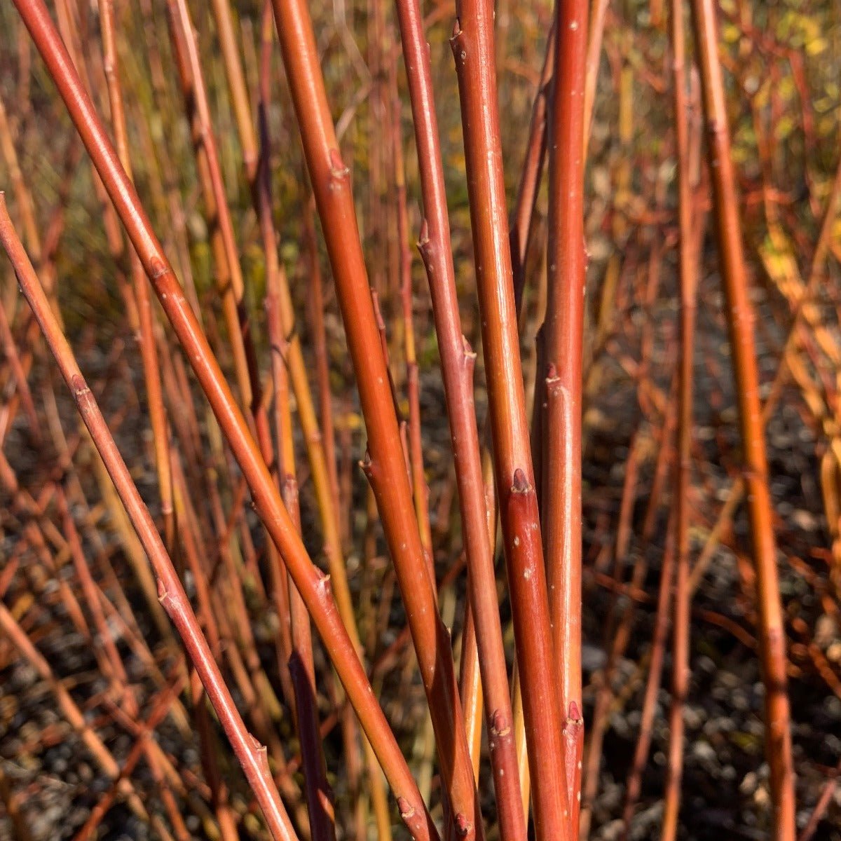 Holland Willow Cutting - Dingdong's Garden