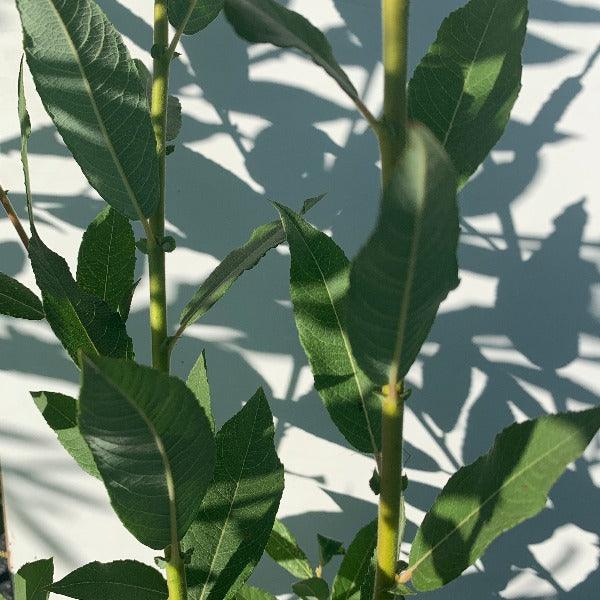 Holme, Calodendron Willow Cutting - Dingdong's Garden