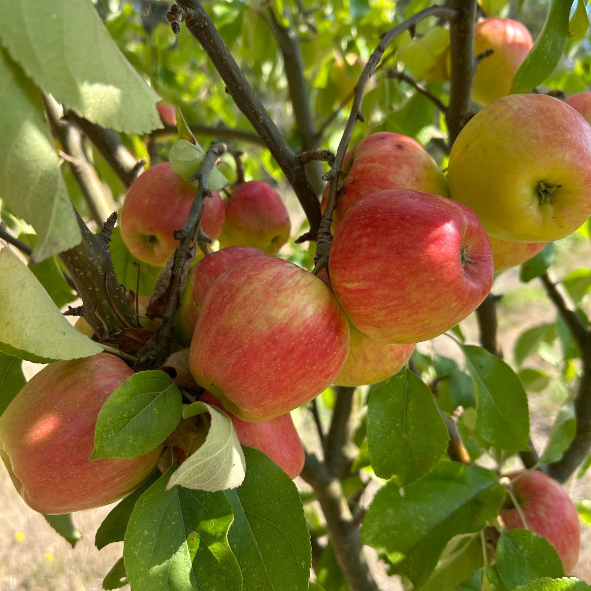 Honeycrisp Apple Scionwood - Dingdong's Garden