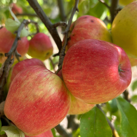 Honeycrisp Apple Scionwood - Dingdong's Garden