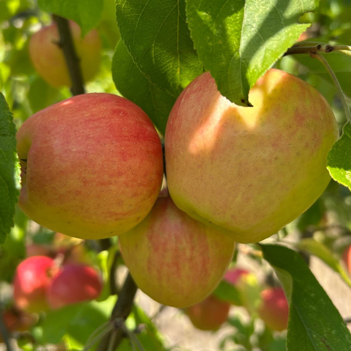 Honeycrisp Apple Scionwood - Dingdong's Garden
