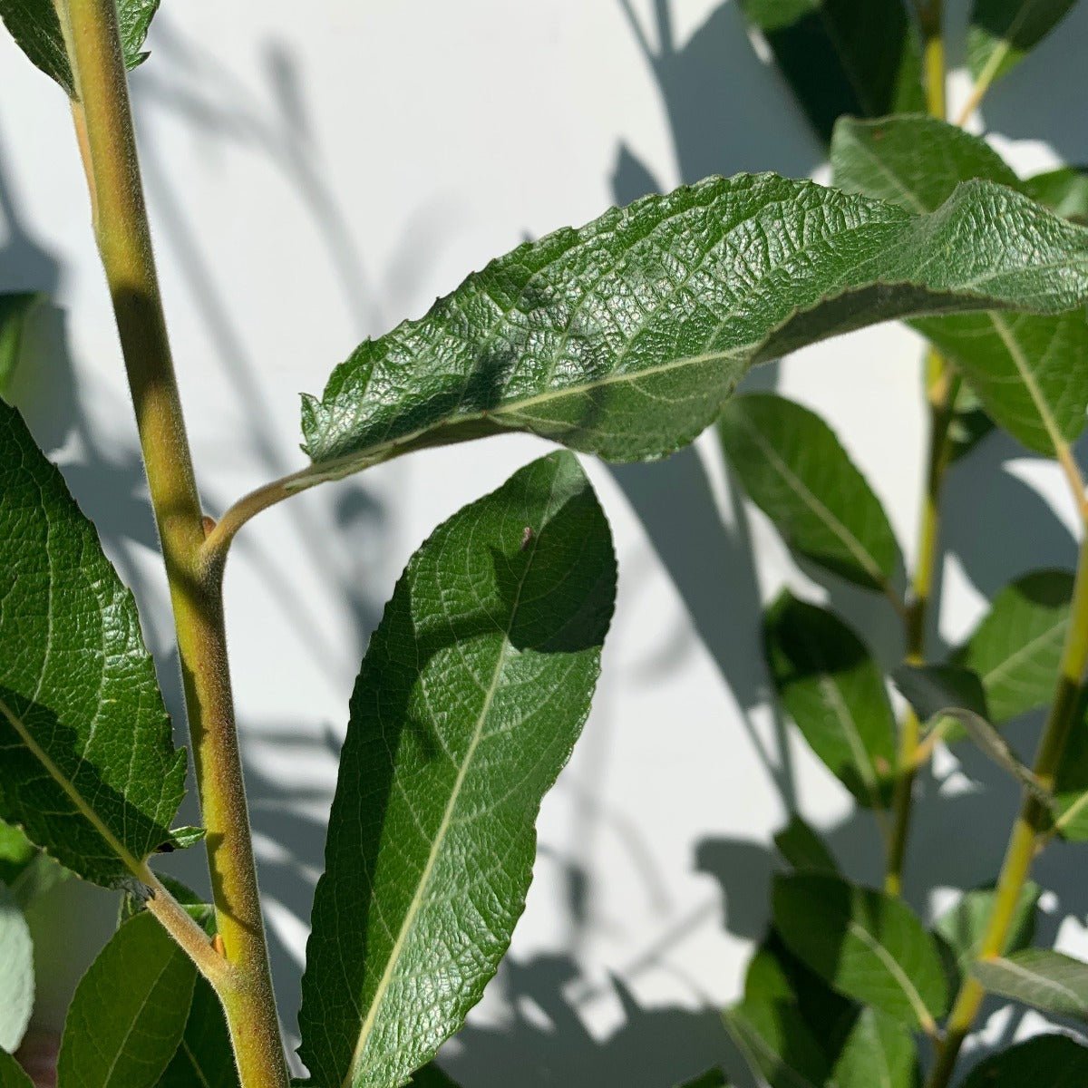 Hooker, Coastal, Dune Willow Cutting - Dingdong's Garden