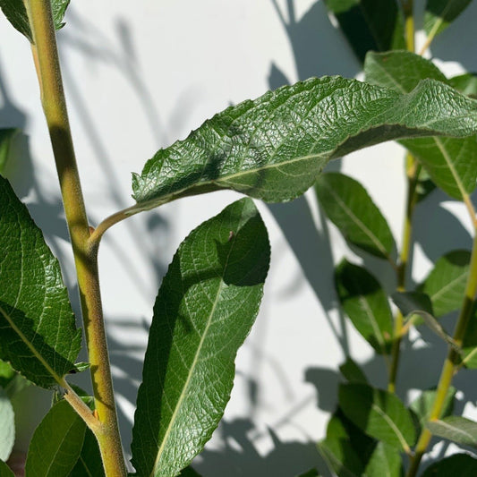 Hooker, Coastal, Dune Willow Cutting - Dingdong's Garden