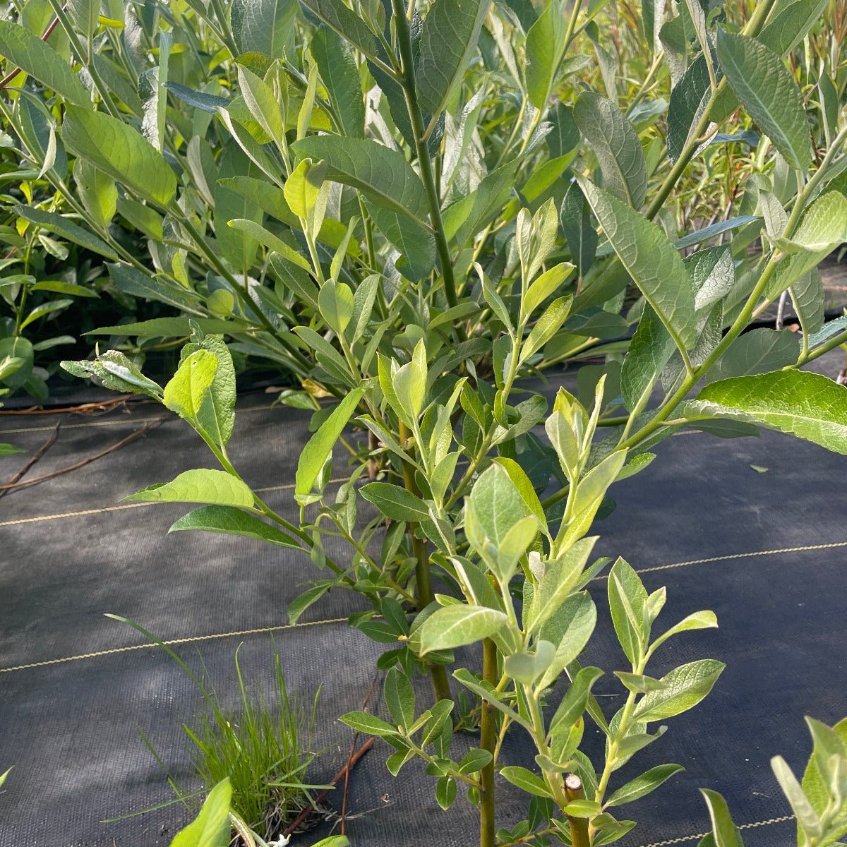 Hooker, Coastal, Dune Willow Cutting - Dingdong's Garden